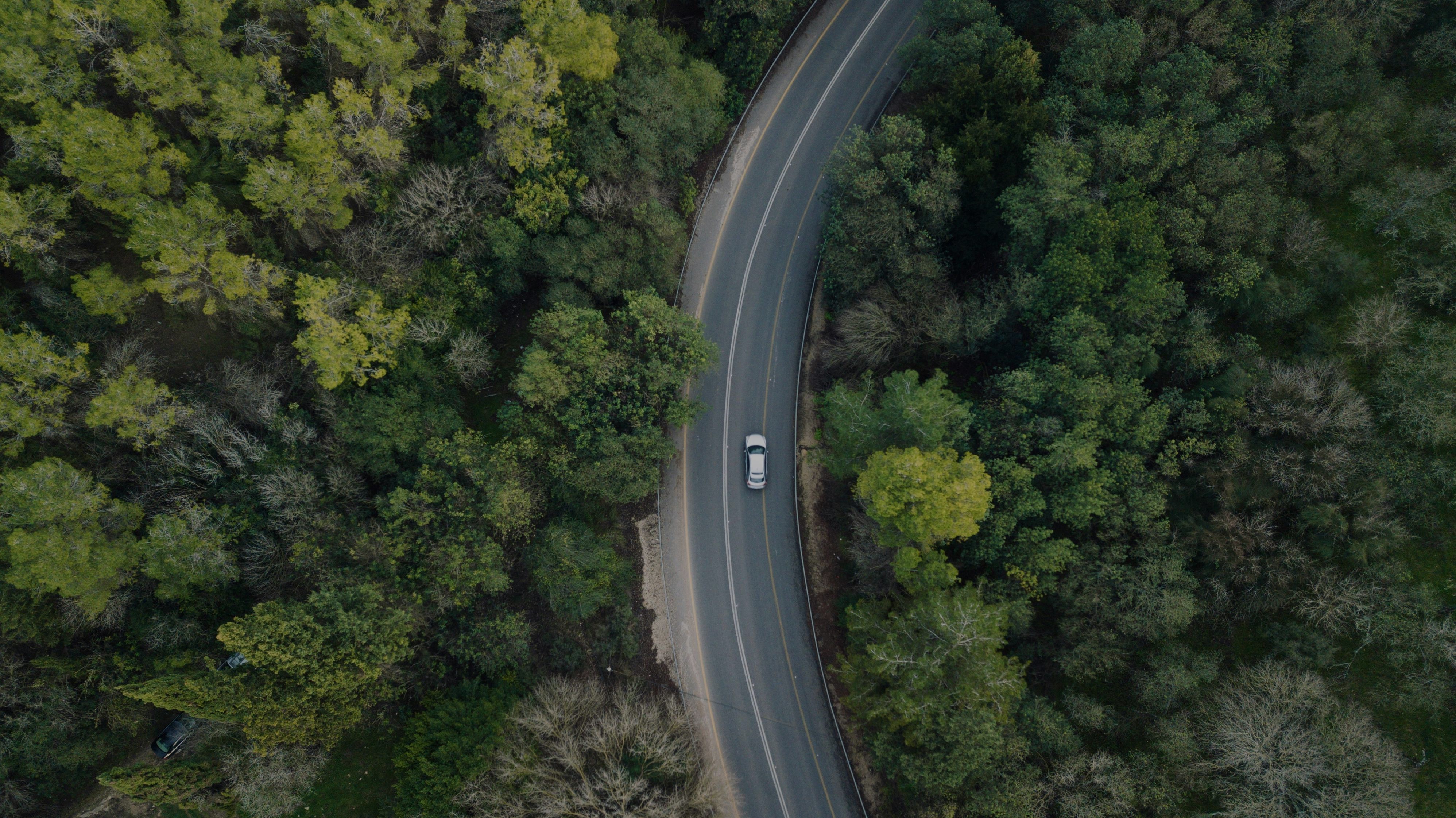 carretera envoltada de bosc