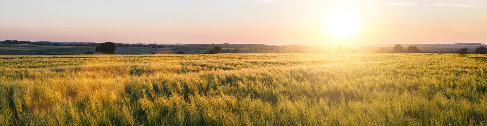Negocio Agrario - Vistas de un campo de trigo con el amanecer