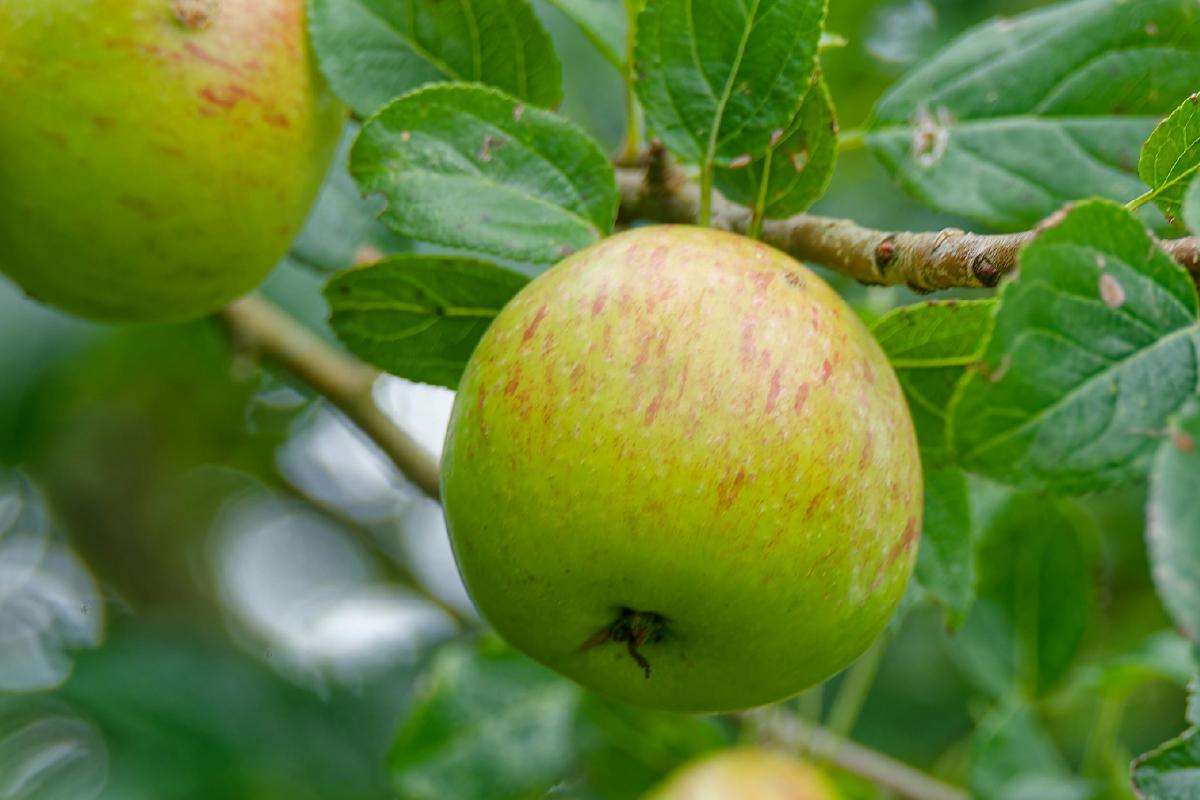 Agricultura ecológica: protege el campo y gana resiliencia