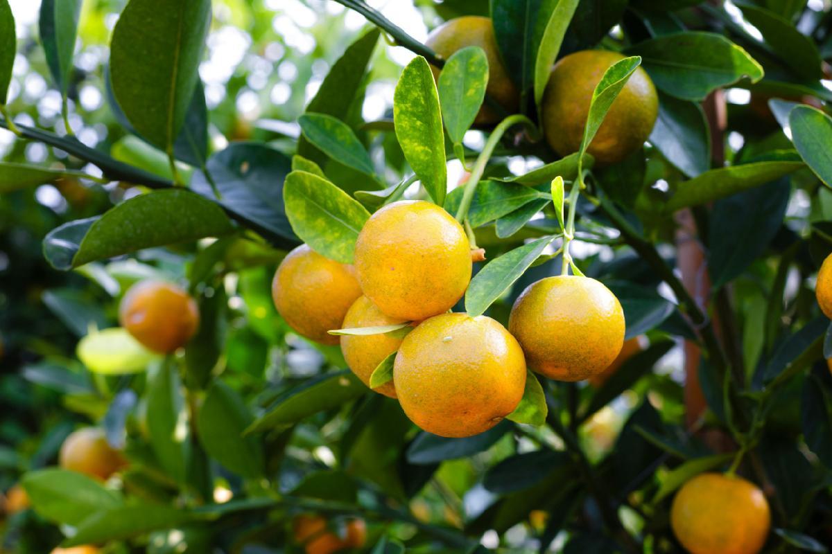 Agricultores y ganaderos rechazan el acuerdo UE-Mercosur.