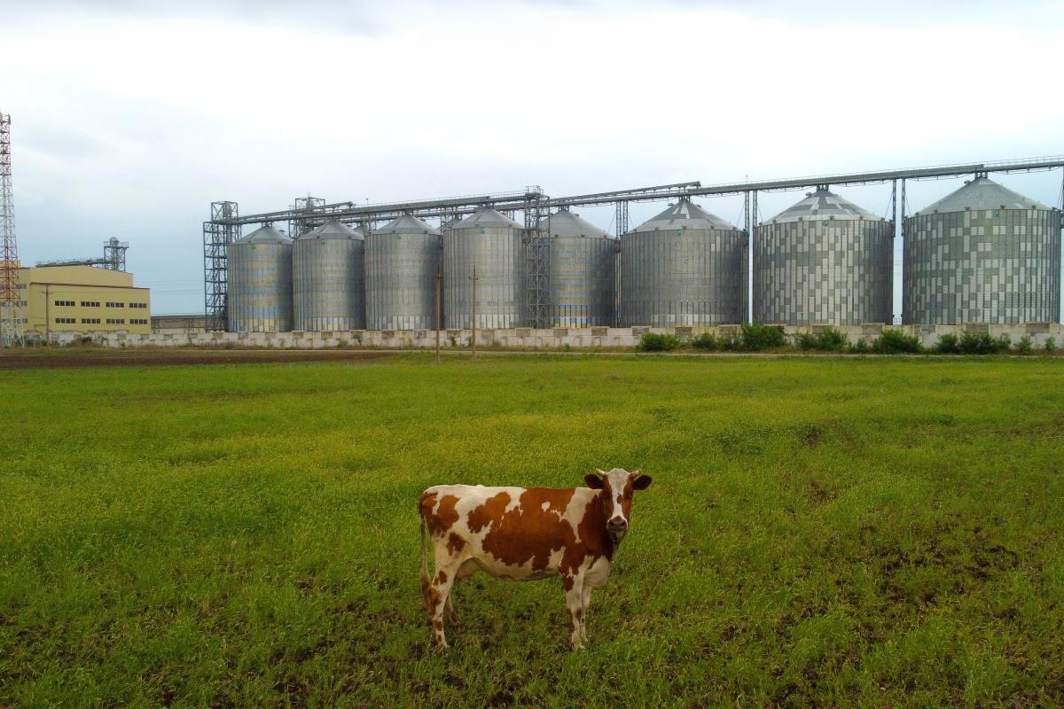 Ganadería en transformación: claves para decidir con visión de futuro